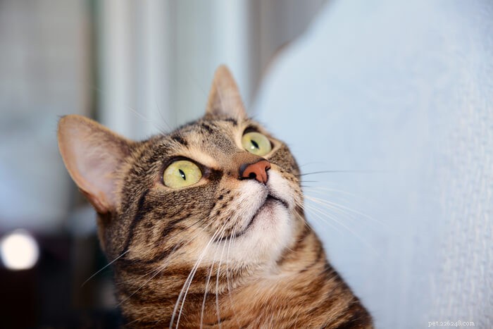 Top 4 Causes of Excessive Flatulence in Cats: What Owners Need to Know