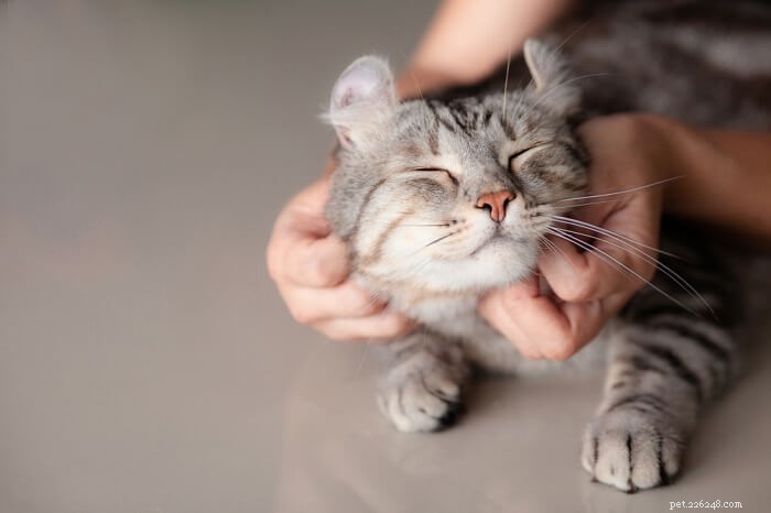 Mastering Cat Petting: 3 Essential Do’s and Don’ts for a Happy Bond