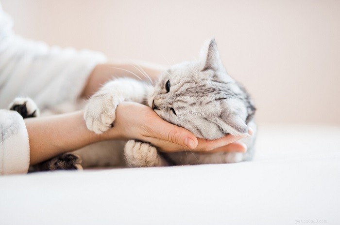 Mastering Cat Petting: 3 Essential Do’s and Don’ts for a Happy Bond
