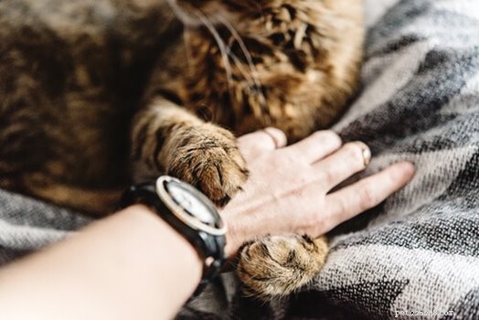 Why Cats Knead Their Owners – The Science Behind Their Furry Massage