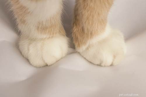 Why Cats Knead Their Owners – The Science Behind Their Furry Massage