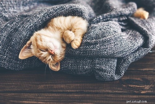 Why Cats Knead Their Owners – The Science Behind Their Furry Massage