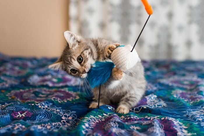 Cat Pica Explained: Causes, Symptoms, and Effective Treatments