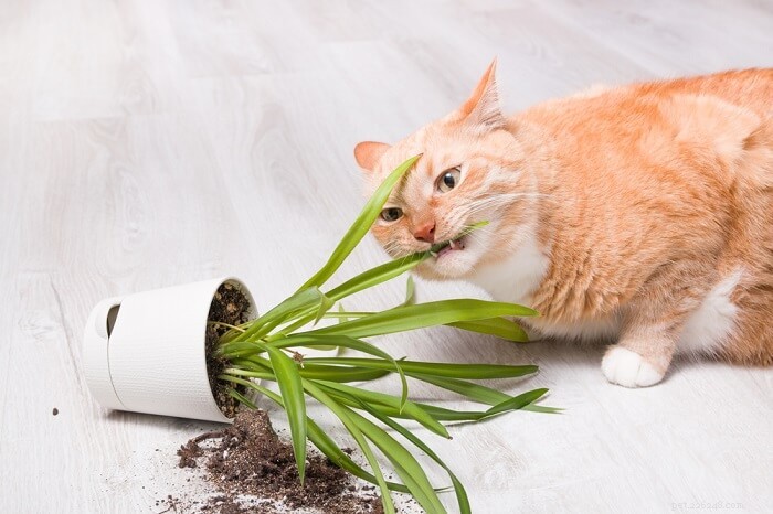 Cat Pica Explained: Causes, Symptoms, and Effective Treatments