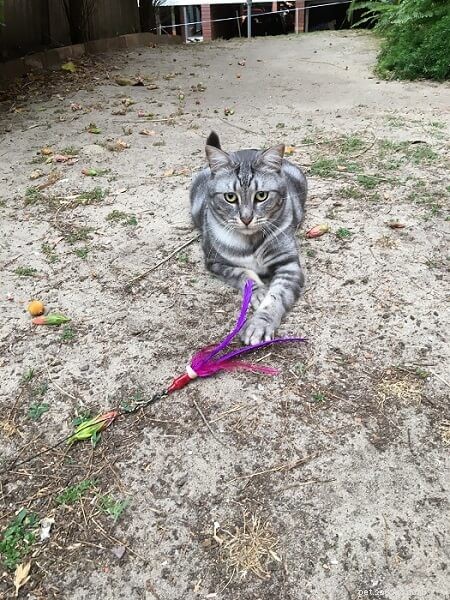 Expert Guide: Safe Play Techniques for Cats by a Behaviorist