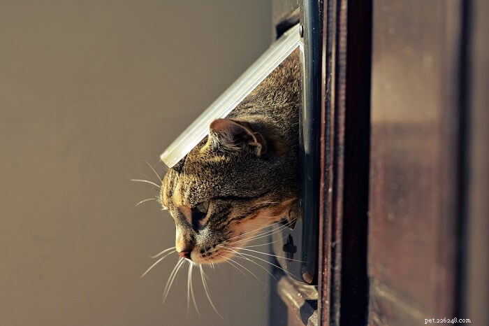 Teach Your Cat to Use a Pet Door: Step‑by‑Step Guide