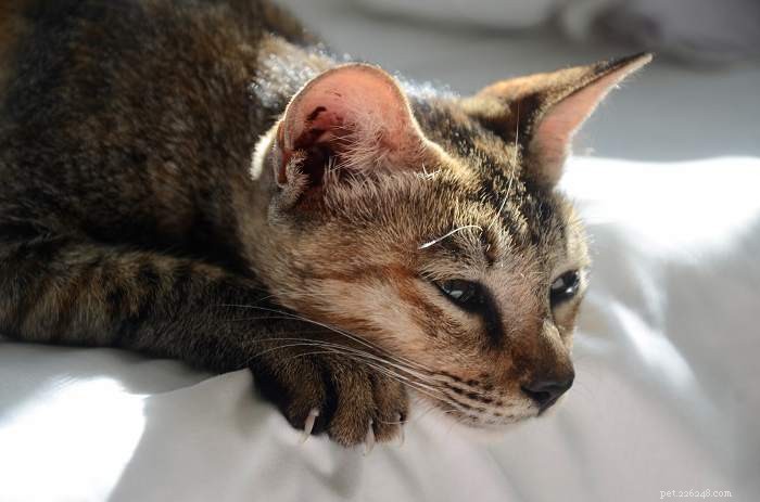 Understanding Cat Grief: How to Support a Cat in Loss