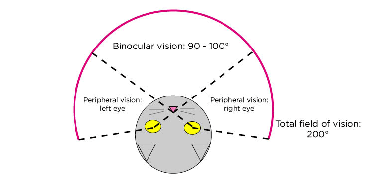 Understanding Why Cats Blink: A Guide to Feline Eye Health
