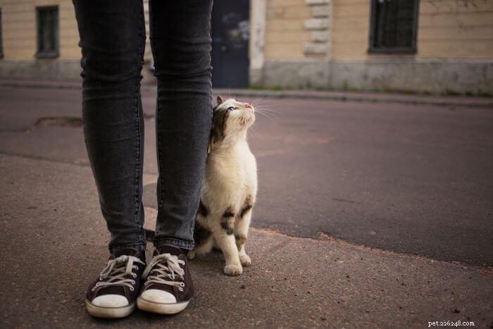 6 Subtle Signs Your Cat Truly Loves You