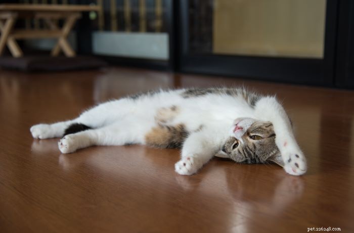 6 Subtle Signs Your Cat Truly Loves You
