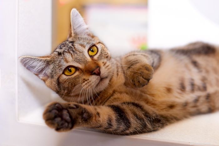 6 Subtle Signs Your Cat Truly Loves You