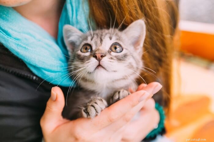 6 Subtle Signs Your Cat Truly Loves You