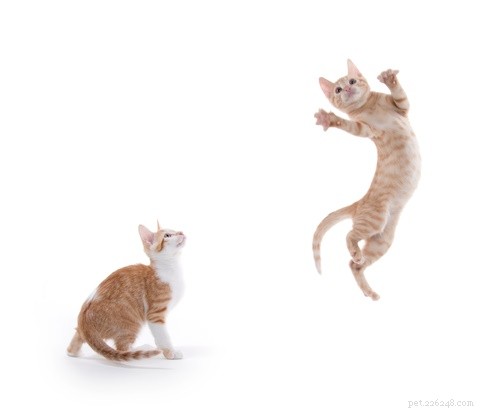 6 Subtle Signs Your Cat Truly Loves You