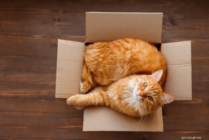 6 Subtle Signs Your Cat Truly Loves You
