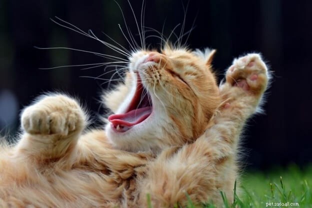 Understanding Cat Chattering: Why Cats Make This Sound