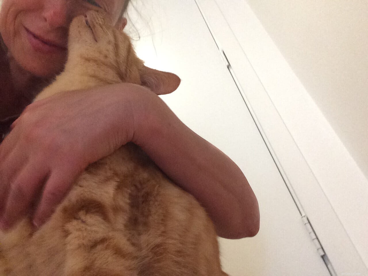 6 Subtle Signs Your Cat Truly Loves You