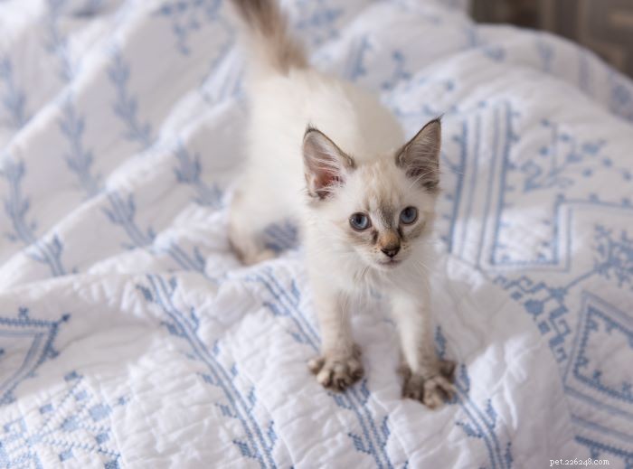 6 Subtle Signs Your Cat Truly Loves You