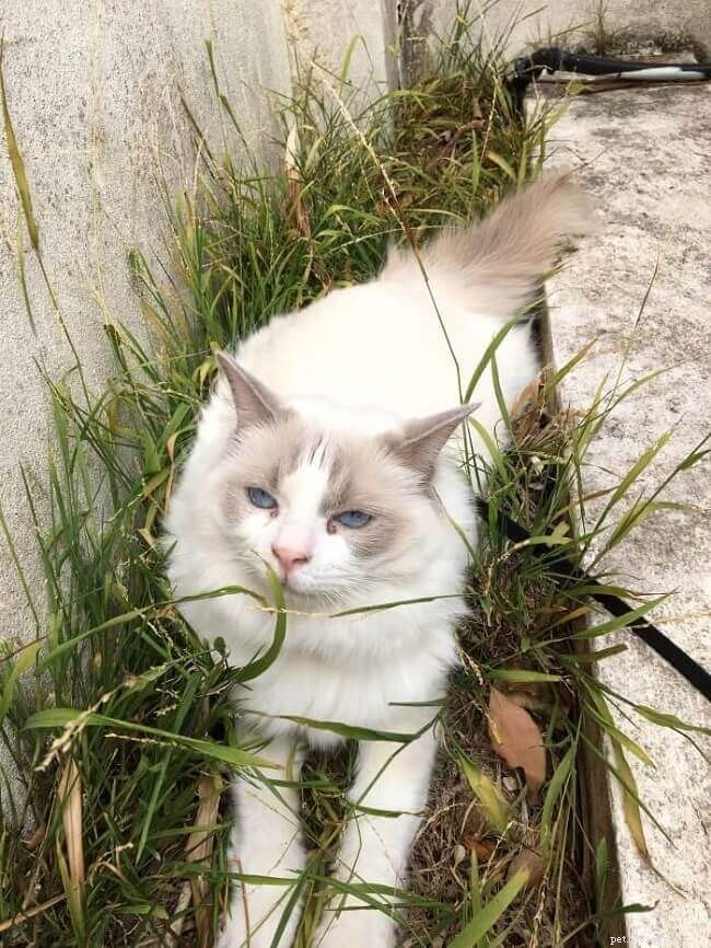 6 Subtle Signs Your Cat Truly Loves You