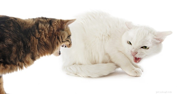 Understanding Cat Chattering: Why Cats Make This Sound