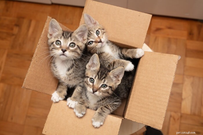 The Ultimate Guide to Fostering Cats: Expert Tips & Proven Success