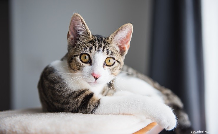 The Ultimate Guide to Fostering Cats: Expert Tips & Proven Success