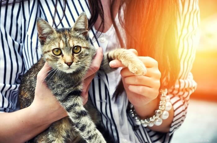 The Ultimate Guide to Fostering Cats: Expert Tips & Proven Success
