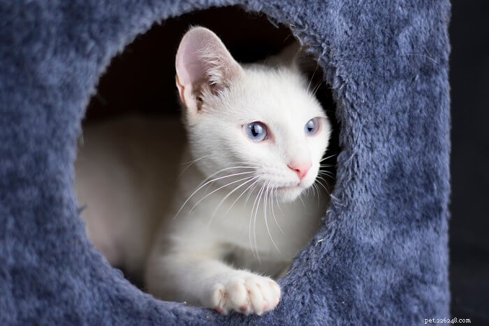 The Ultimate Guide to Fostering Cats: Expert Tips & Proven Success