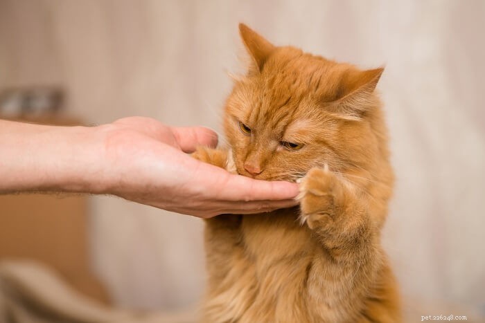 Train Your Cat to Sit: A Simple 10-Step Guide for Reliable Obedience