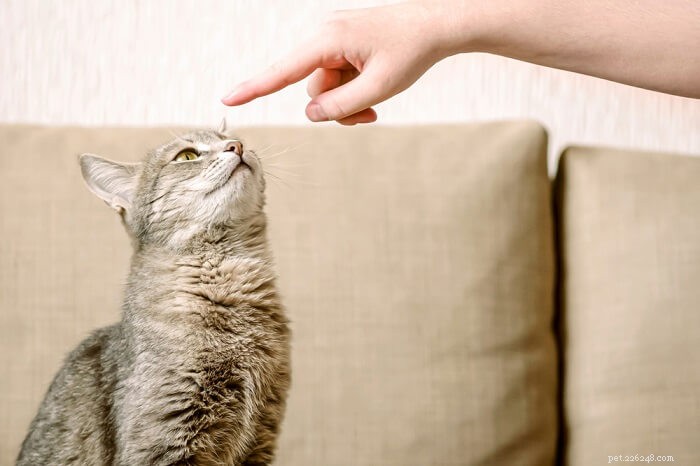 Train Your Cat to Sit: A Simple 10-Step Guide for Reliable Obedience