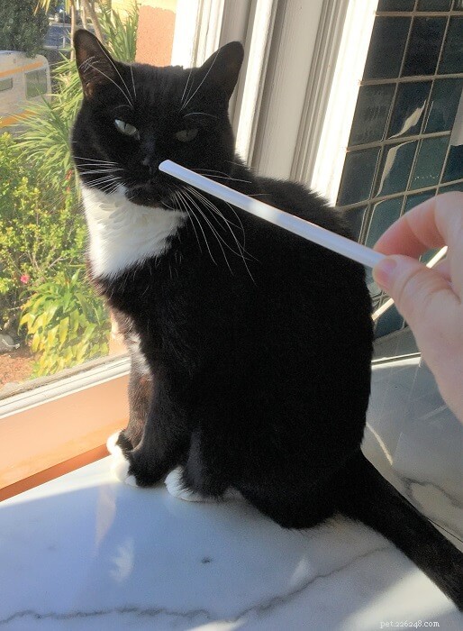 Train Your Cat to Sit: A Simple 10-Step Guide for Reliable Obedience