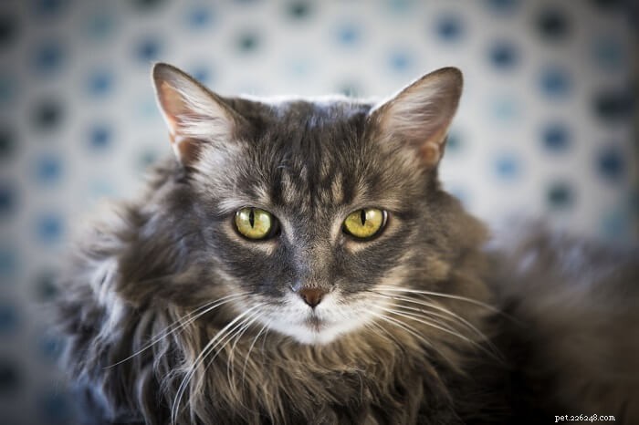 Discover Your Cat s Personality Type: A Guide to Understanding Their Unique Traits