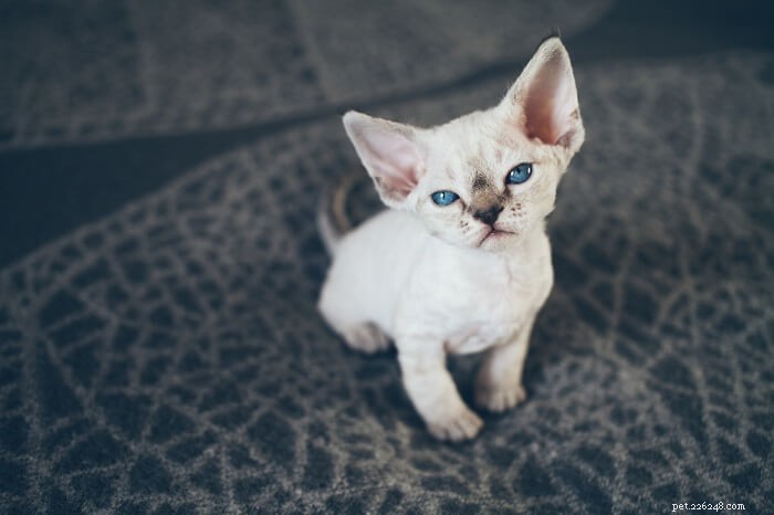 Discover Your Cat s Personality Type: A Guide to Understanding Their Unique Traits