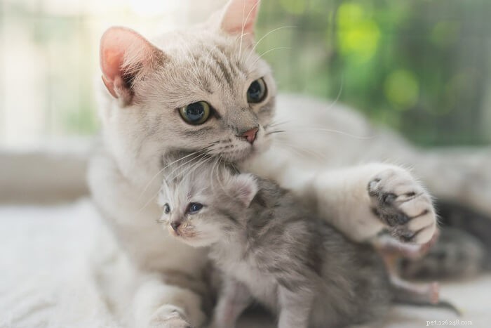 Discover Your Cat s Personality Type: A Guide to Understanding Their Unique Traits