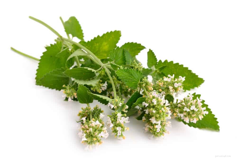 The Science Behind Catnip: How It Affects Cats & Why They Love It