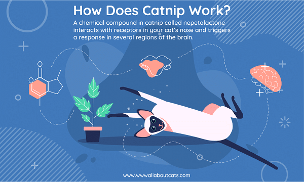 The Science Behind Catnip: How It Affects Cats & Why They Love It