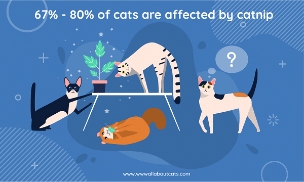 The Science Behind Catnip: How It Affects Cats & Why They Love It