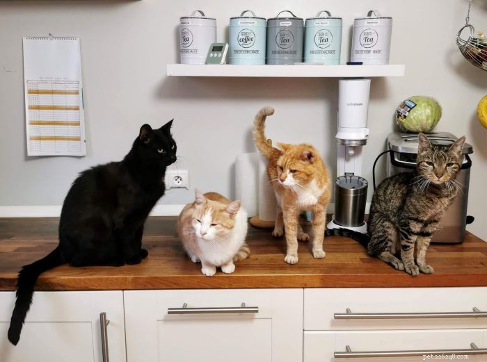 How to Keep Cats Off Your Kitchen Counter: 5 Proven Strategies