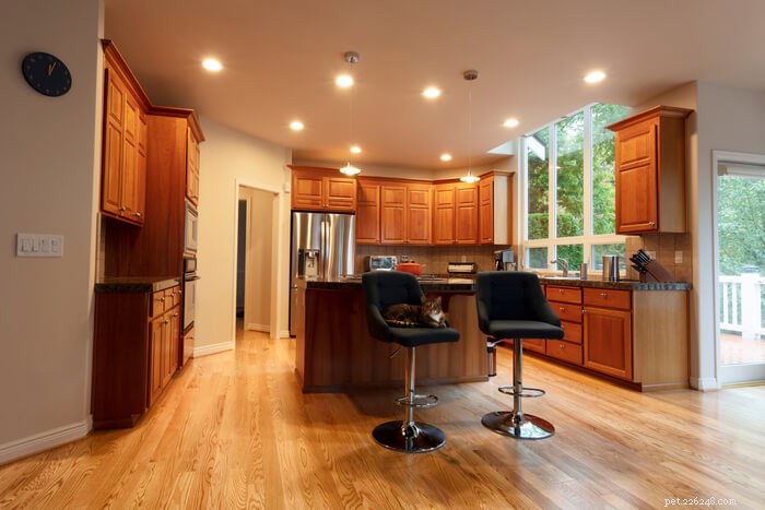 How to Keep Cats Off Your Kitchen Counter: 5 Proven Strategies