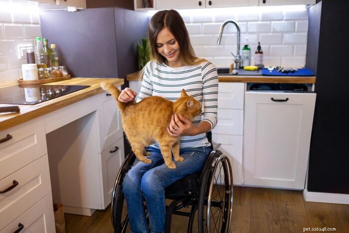 How to Keep Cats Off Your Kitchen Counter: 5 Proven Strategies