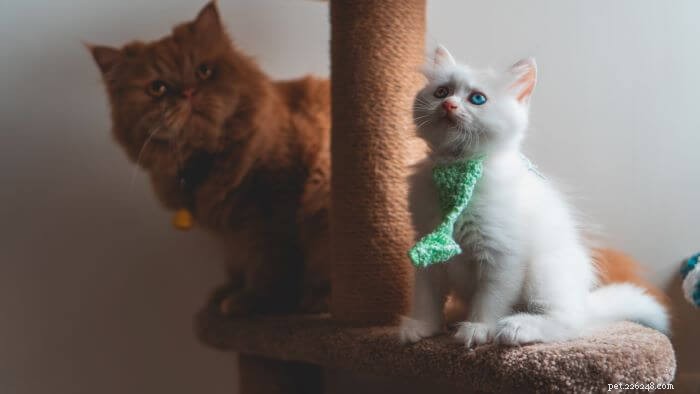 How to Keep Cats Off Your Kitchen Counter: 5 Proven Strategies