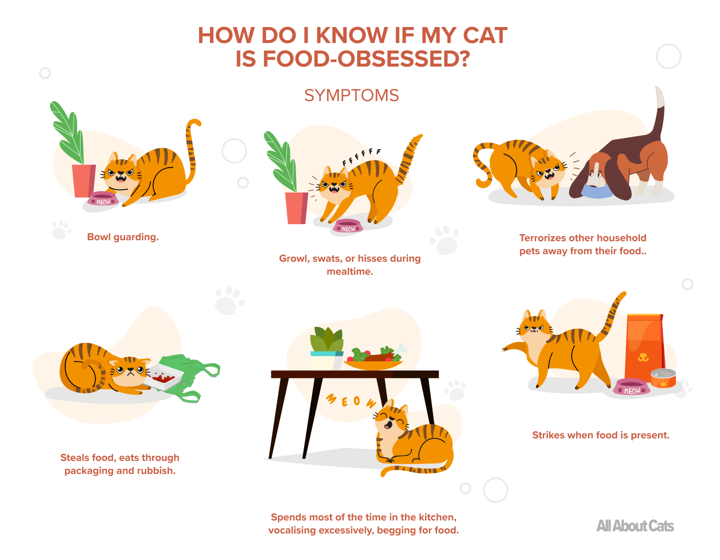 Understanding Food Aggression in Cats: Causes, Symptoms, and Solutions