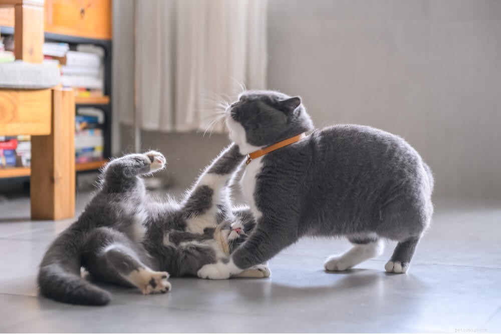 6 Key Causes of Litter Box Avoidance and How to Fix Them
