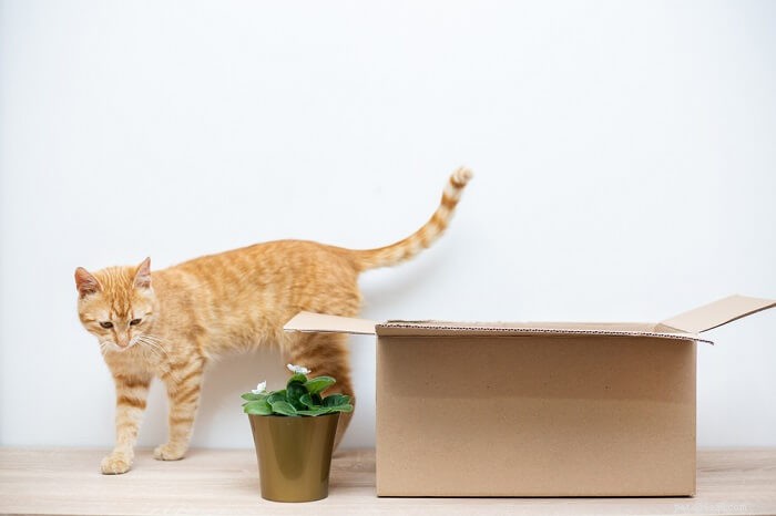 Understanding Cat Stress: Causes, Symptoms, and Effective Treatments