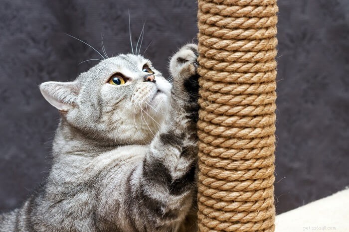 Understanding Cat Stress: Causes, Symptoms, and Effective Treatments