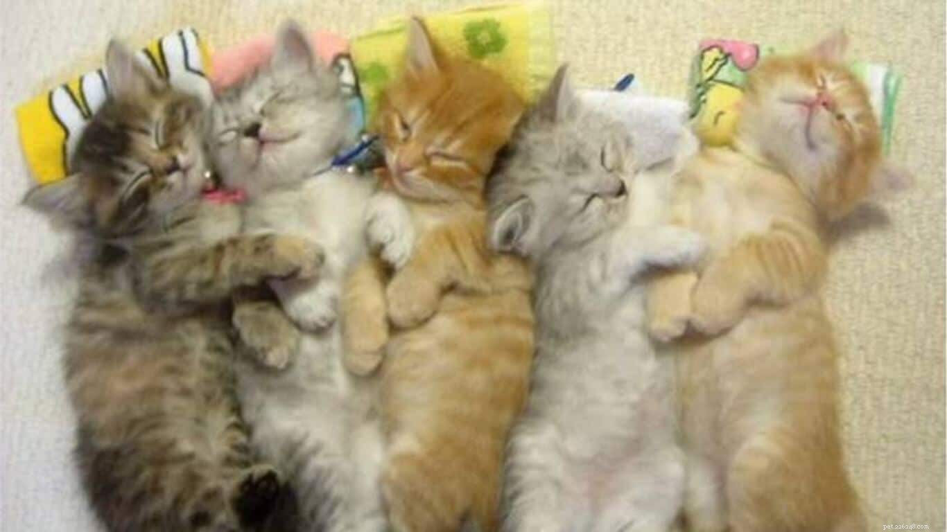 10 Proven Ways to Get Your Cat to Sleep Through the Night