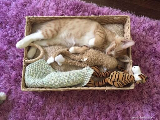 10 Proven Ways to Get Your Cat to Sleep Through the Night