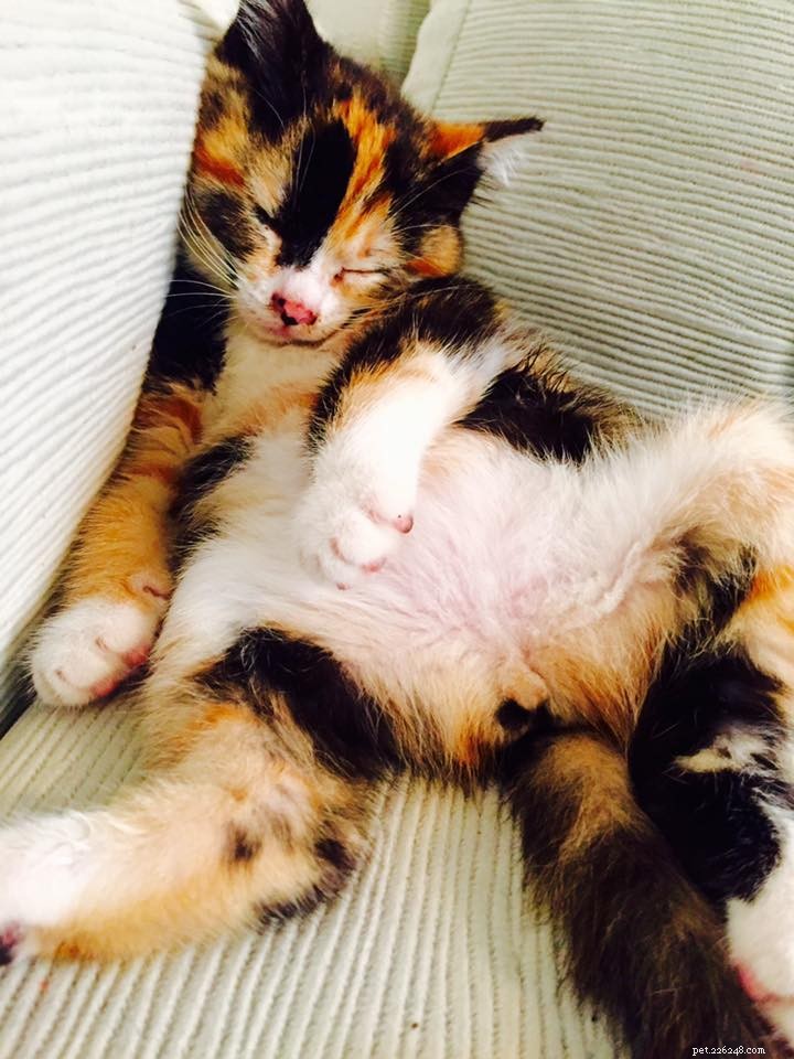 10 Proven Ways to Get Your Cat to Sleep Through the Night
