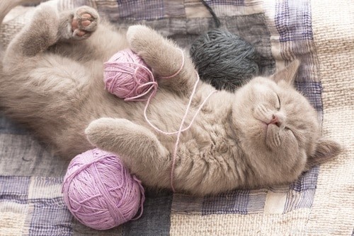 10 Proven Ways to Get Your Cat to Sleep Through the Night