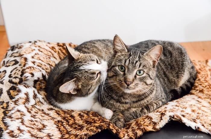 Why Cats Groom Each Other: Insights into Feline Social Bonding