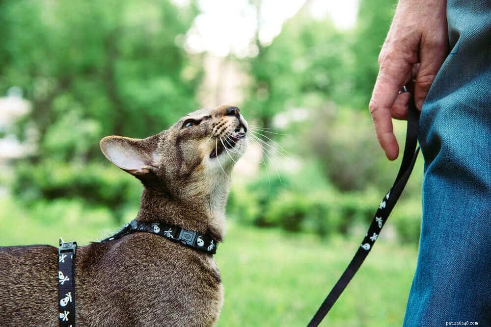Train Your Cat to Walk on a Leash: A Step‑by‑Step Guide